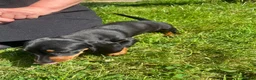 Dachshund dogs for sale: Female dachshund puppy  - Advert 1