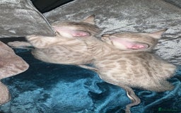 Bengal cats for sale: Male Bengal Cat – Loving & Trained For sale - Image 3