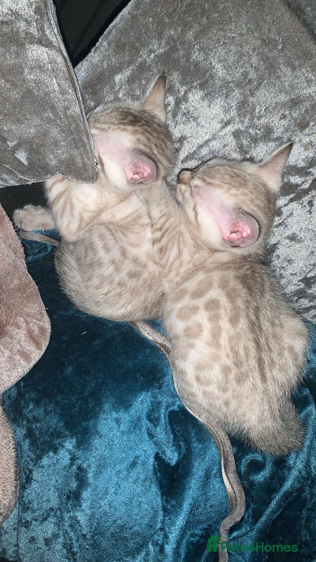 Bengal cats for sale: Male Bengal Cat – Loving & Trained For sale - Image 3
