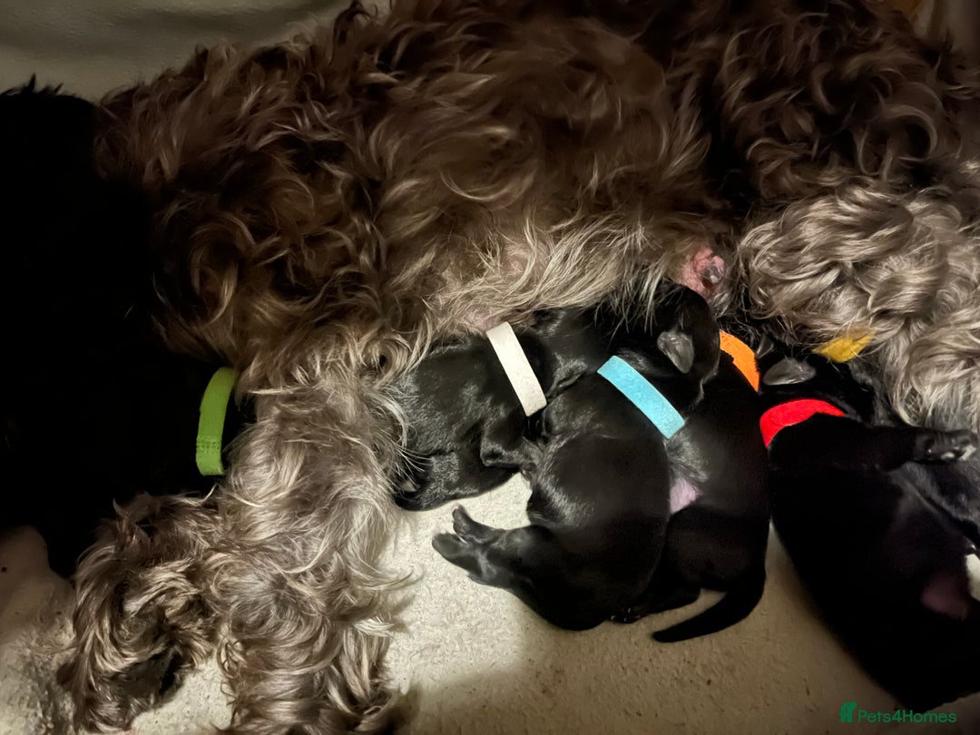 Miniature Schnauzer dogs for sale: KC black miniature schnauzer puppies - Advert 3