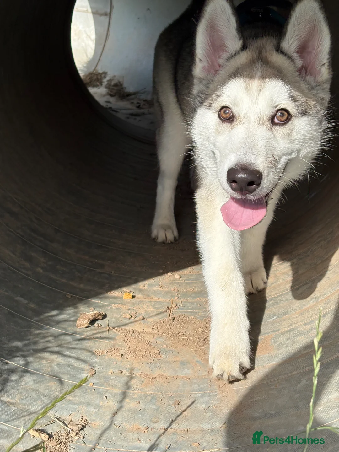 Siberian Husky dogs for sale: Almost 1 year old male Siberian Husky in Fraserburgh - Advert 7