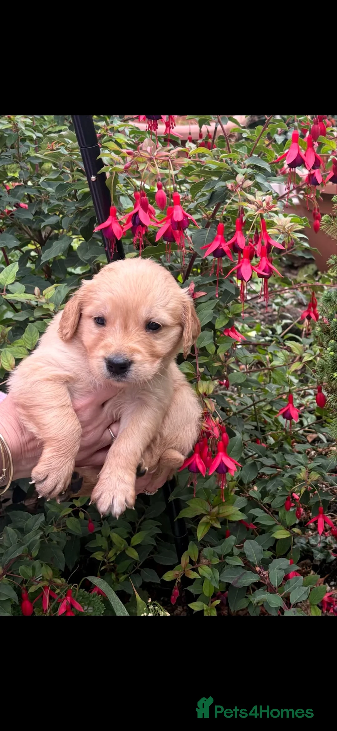 Golden Retriever dogs for sale: Golden retriever gorgeous dark puppies 🐶 🦴 in Andover - Advert 8