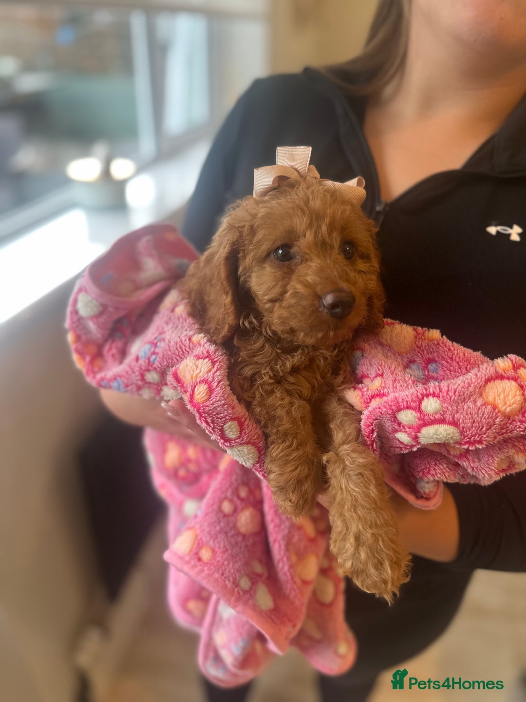 Cockapoo dogs for sale: READY NOW red cockapoos  - Image 11