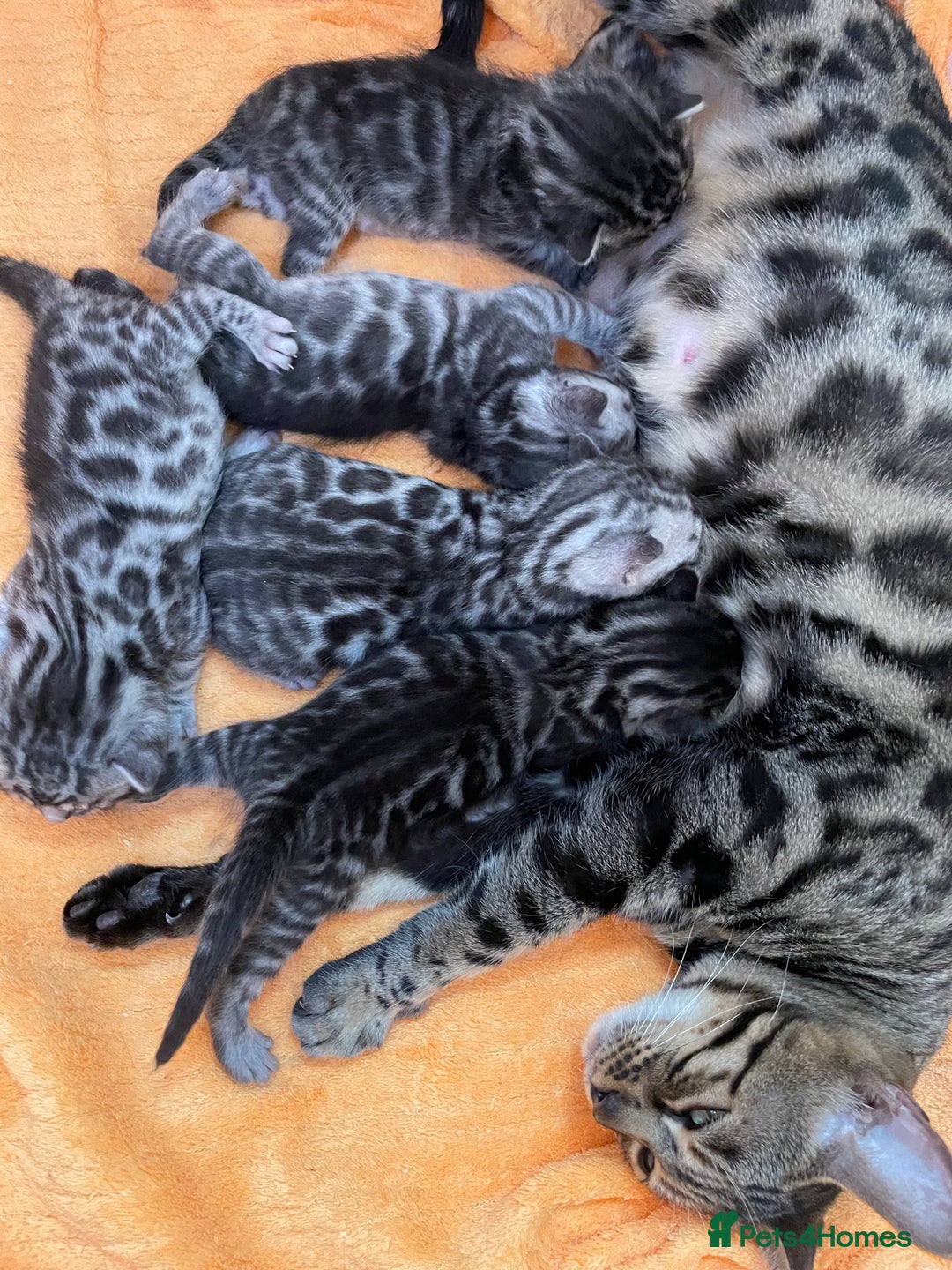 Bengal cats for sale: Stunning Pure Bengals family ❤️ TICA - Image 15