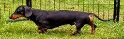 Miniature Dachshund dogs for adoption: JERRY – Miniature Dachshund in Caterham - Advert 6