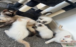 Siamese cats for sale: Siamese x ragdoll kittens  - Image 5