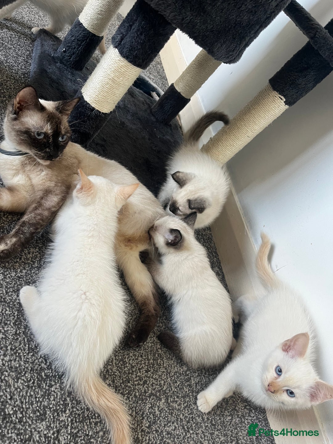 Siamese cats for sale: Siamese x ragdoll kittens  - Image 5