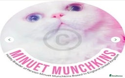 Munchkin cats for sale: White Persian Minuet munchkin blue & odd eyes - Image 17