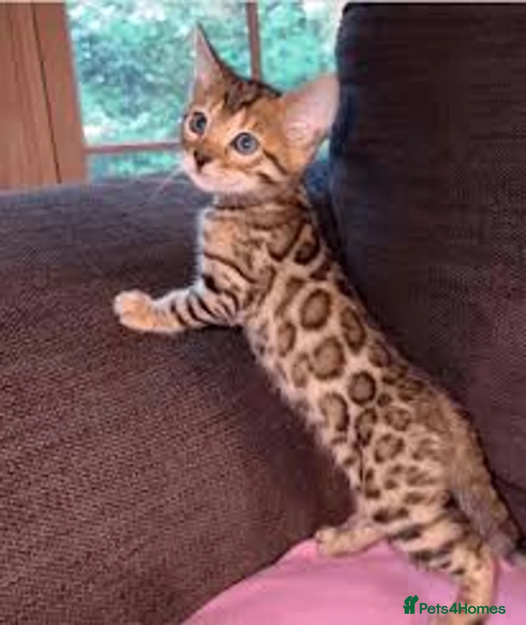 Bengal cats for sale: Bengal Kittens - Advert 4
