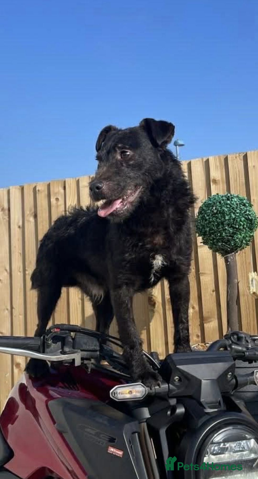 Patterdale Terrier dogs Working Patterdale terrier  - Advert 10