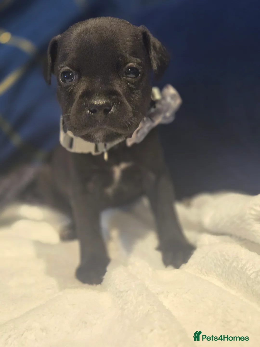 Staffordshire Bull Terrier dogs for sale: Black kc registered staffys - Advert 2