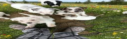Jack Russell dogs for sale: Jack Russell puppies  in Dundee - Advert 6