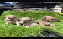 Whippet dogs for sale: Stunning kc reg whippet pups (last few remaining)  - Image 15