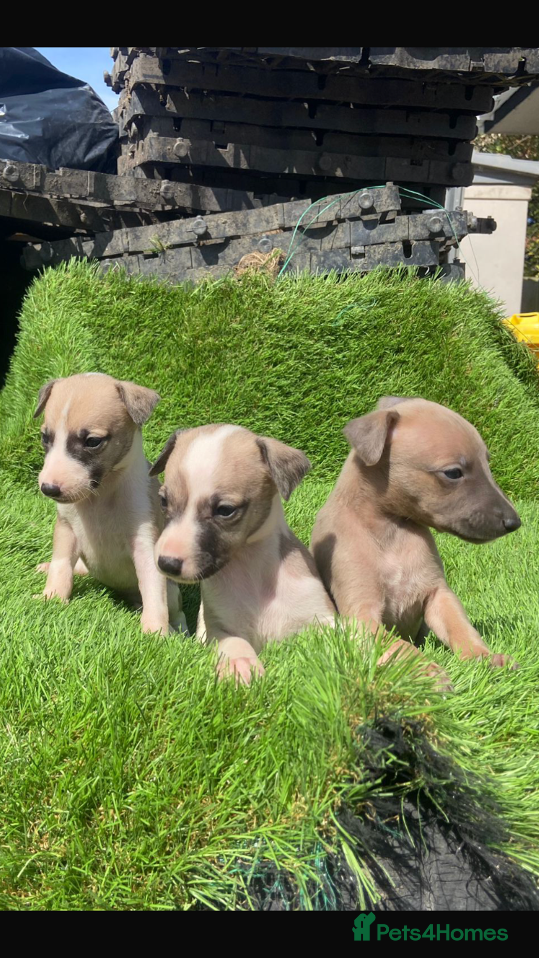Whippet dogs for sale: Stunning kc reg whippet pups (last few remaining)  - Image 15