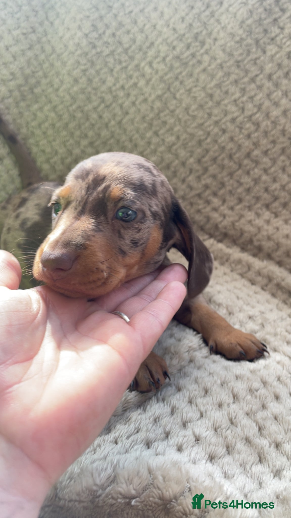 Dachshund dogs 1 chunky dapple male  - Advert 9