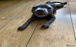 Staffordshire Bull Terrier dogs for sale: 🐾Reduced♥️World Famous Samtan Dozer & C in Swansea - Image 28