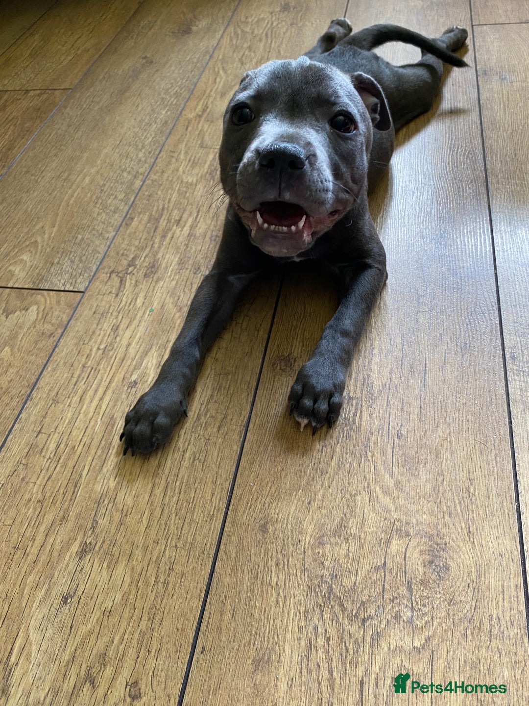 Staffordshire Bull Terrier dogs for sale: 🐾Reduced♥️World Famous Samtan Dozer & C in Swansea - Image 28