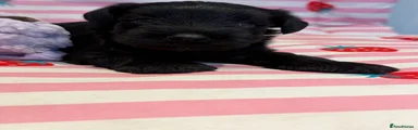 Miniature Schnauzer 9