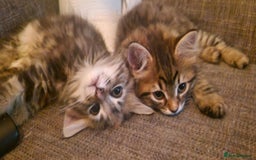 Mixed Breed cats for sale: KITTENS FOR SALE! - Image 2