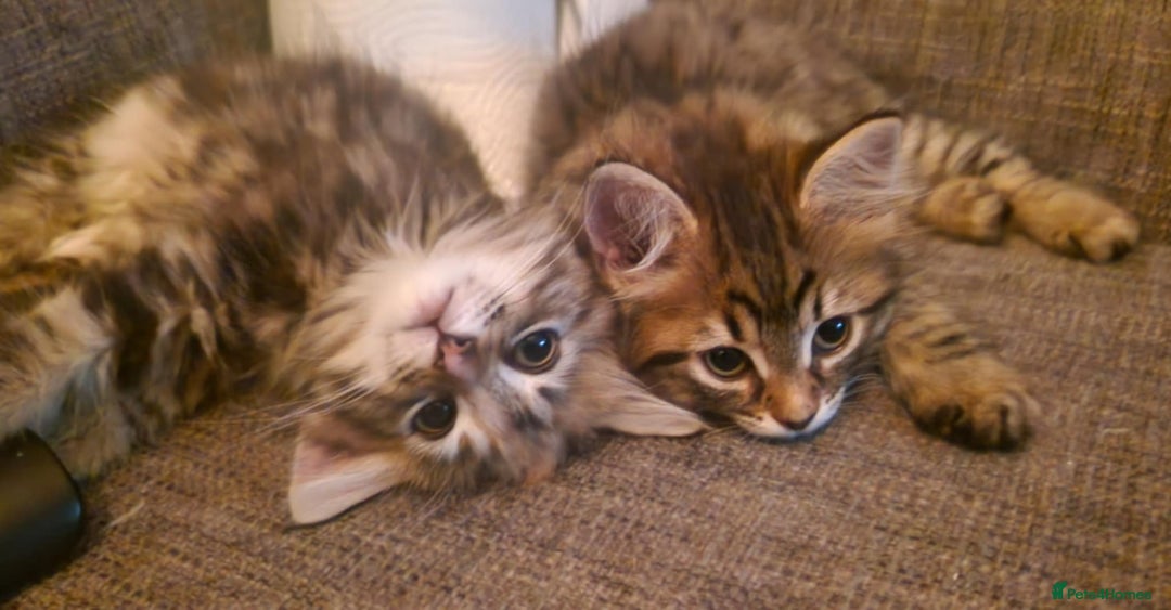 Mixed Breed cats for sale: KITTENS FOR SALE! - Image 2