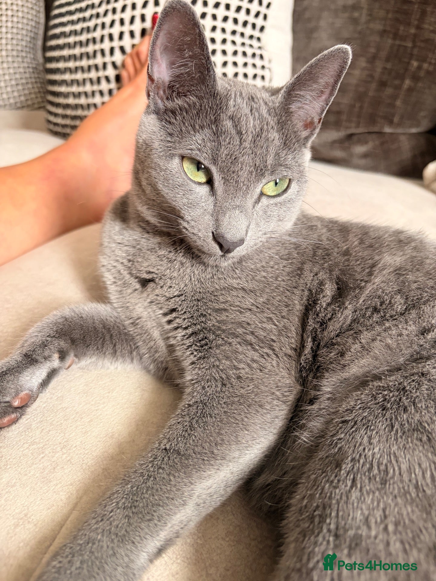 Russian Blue cats 9 month old female Russian blue - Advert 1