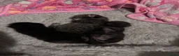 Mixed Breed cats for sale: Twin females - Advert 2