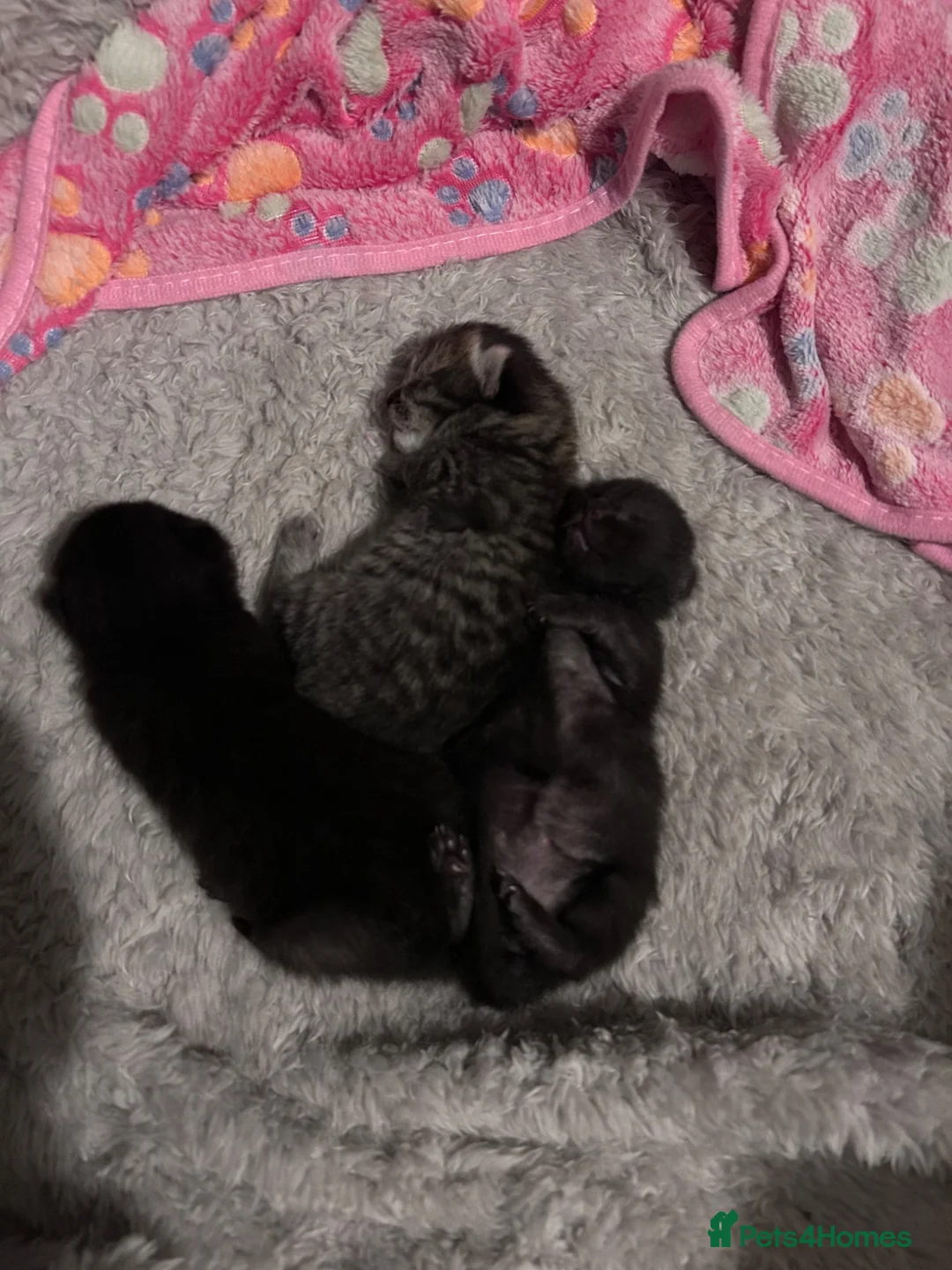 Mixed Breed cats for sale: Twin females - Advert 2