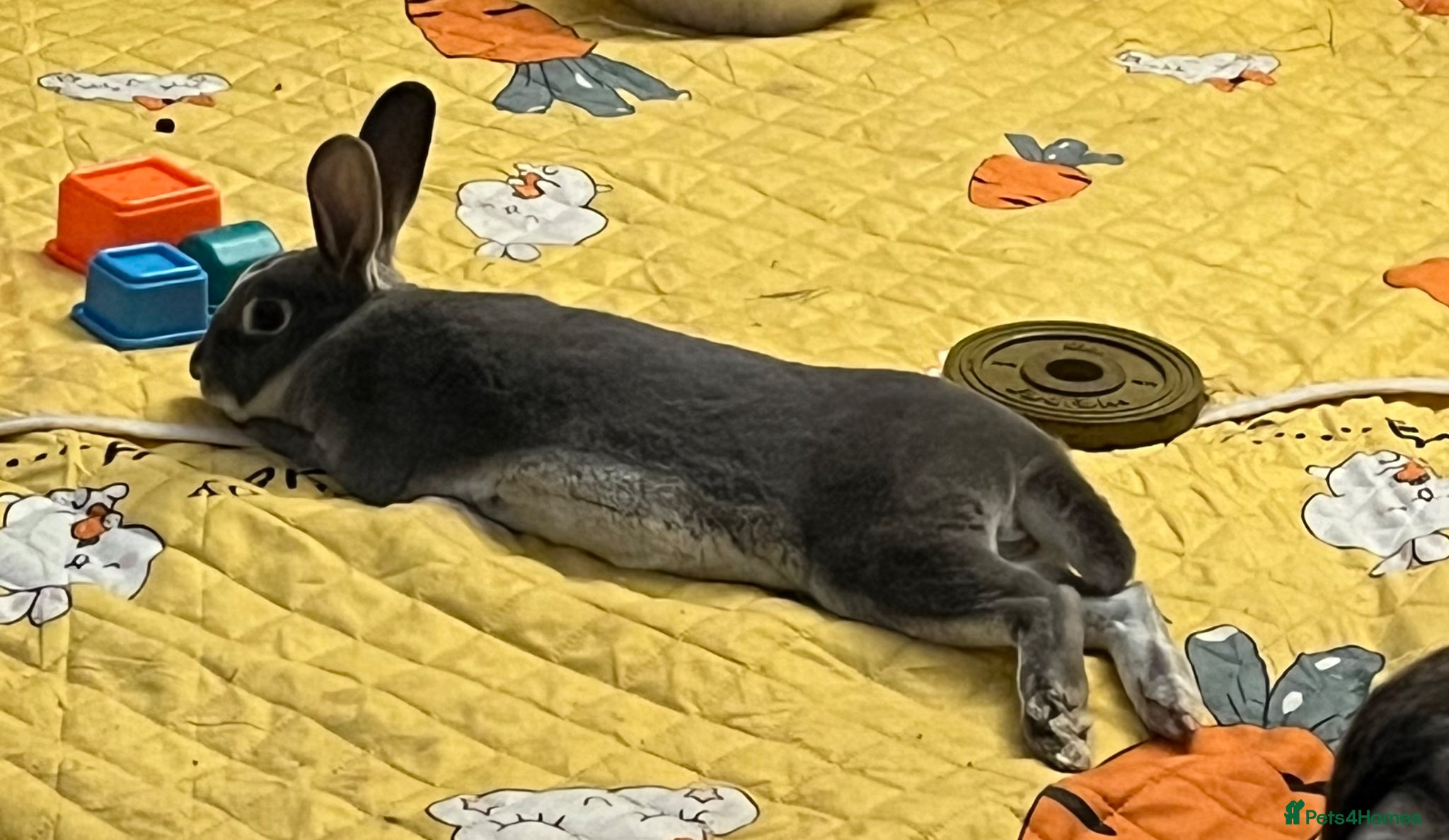 Rex rabbits for sale: Mini Rex Buck  in Ashton-under-Lyne - Advert 1