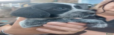 Sprocker 4