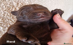 Labrador Retriever dogs for sale: Labrador Retriever Puppies - Image 5