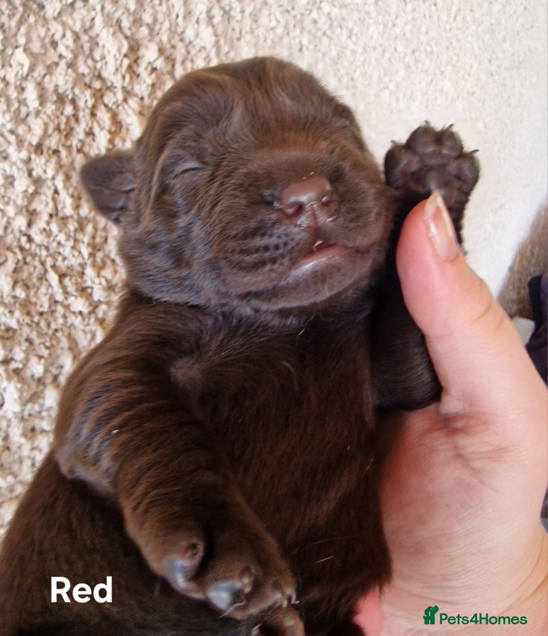 Labrador Retriever dogs for sale: Labrador Retriever Puppies - Image 5