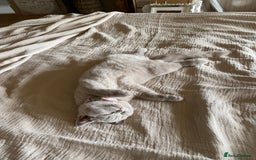 British Shorthair cats for sale: 2 lilac British shorthair cats - Image 10
