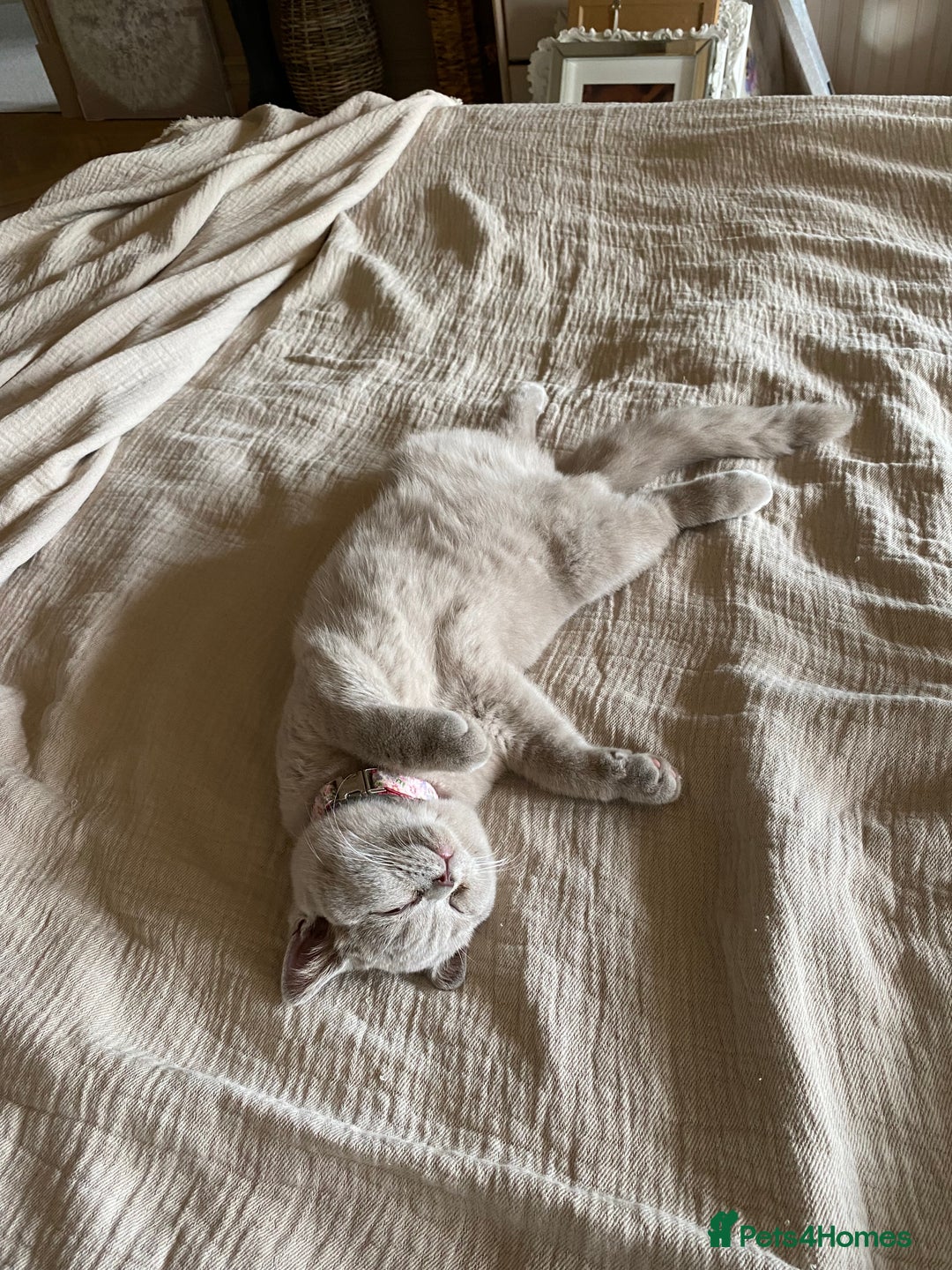 British Shorthair cats for sale: 2 lilac British shorthair cats - Image 10