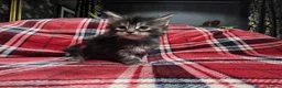 Maine Coon cats for sale: TICA registered Russian lineage Maine coon kittens - Advert 22