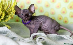 Sphynx cats for sale: Bloodline Sphynx Kittens  - Image 16