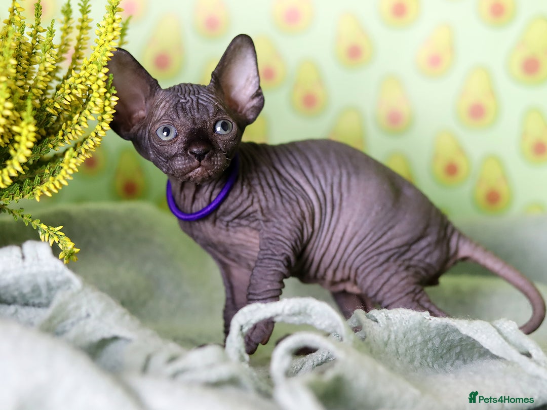 Sphynx cats for sale: Bloodline Sphynx Kittens  - Image 16