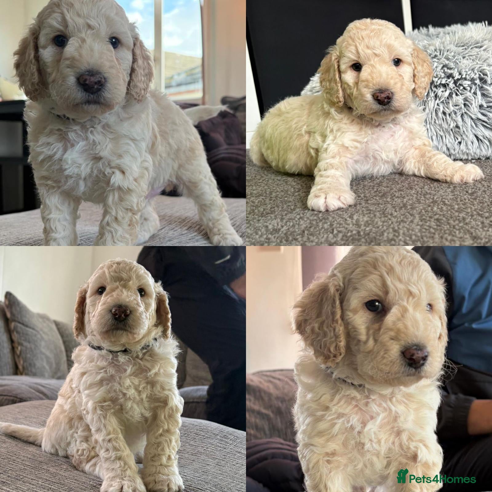Cockapoo dogs 🐶 2 boys left ready to leave 25/04/26!!😍 - Advert 11