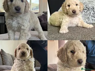 Cockapoo dogs 🐶 2 boys left ready to leave 25/04/26!!😍 - Advert 11