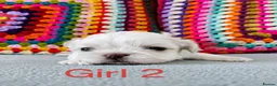 Shih Tzu dogs for sale: ❤️🐶Stunning Shih Tzu puppies - Advert 10