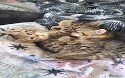 Mixed Breed cats for sale: Bengal mix kittens 😸 ♥️  - Image 8