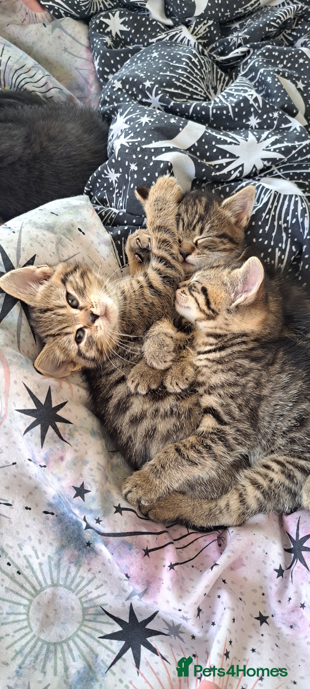 Mixed Breed cats for sale: Bengal mix kittens 😸 ♥️  - Image 8
