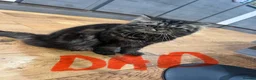 Persian cats for sale: Persian fluffy kittens - Advert 2