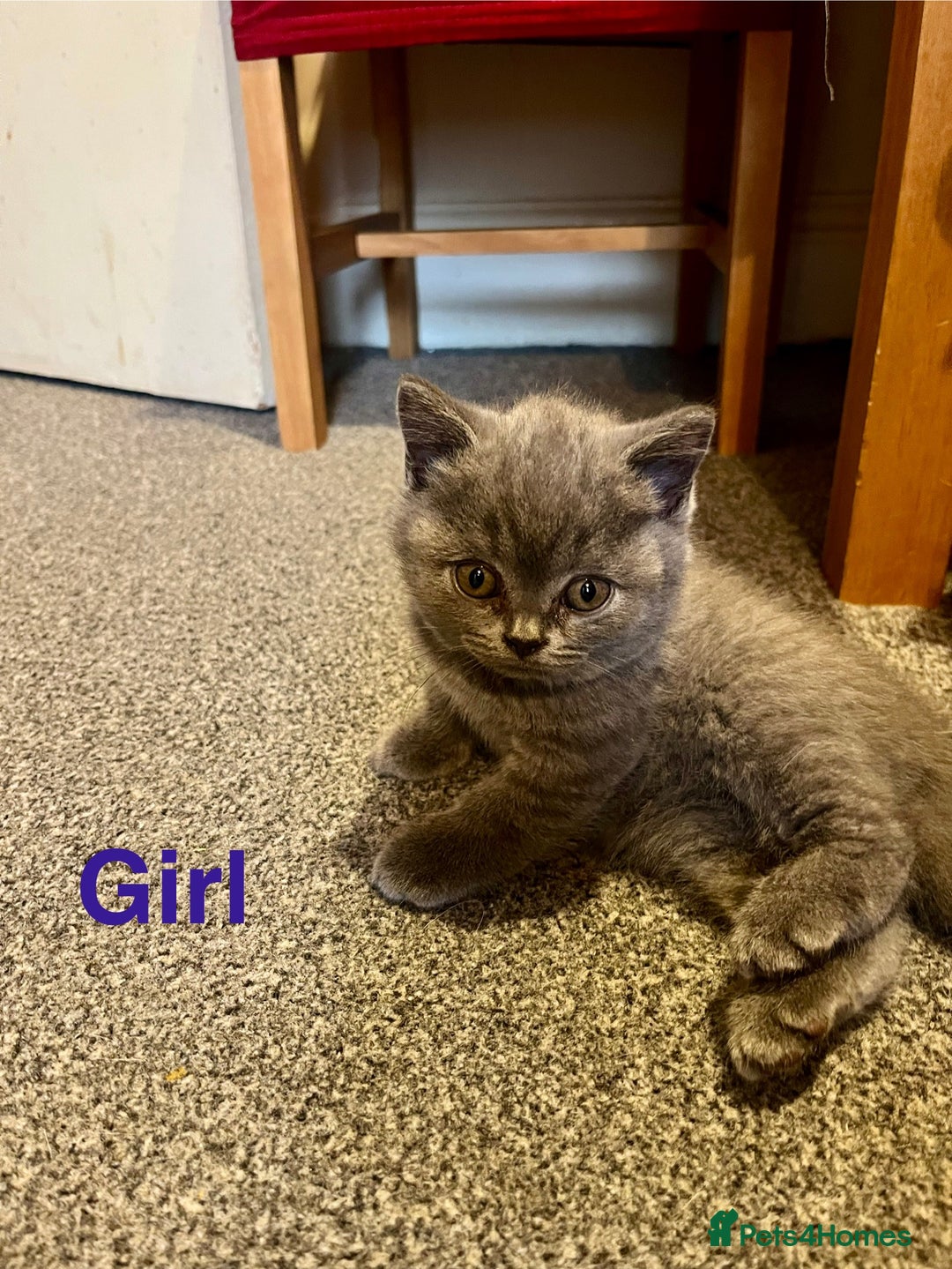 British Shorthair cats for sale: Little bundles of joy - Image 7
