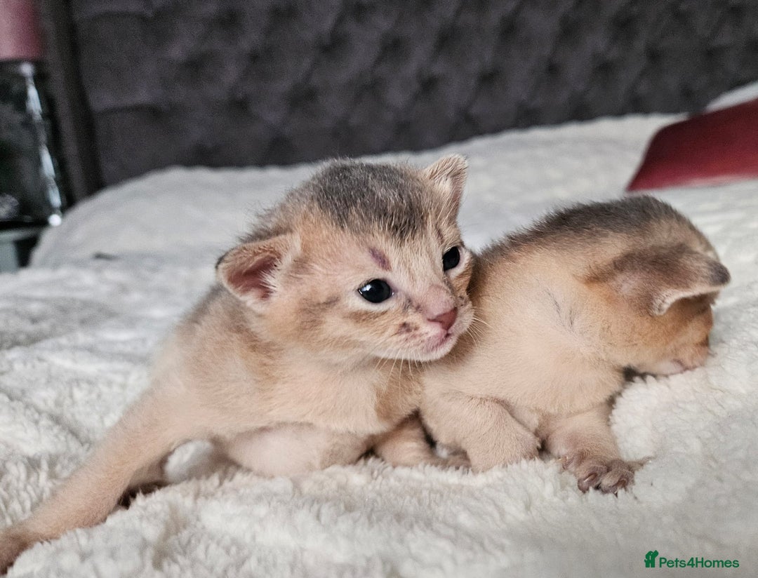 Abyssinian cats for sale: Abyssinian  - Advert 7