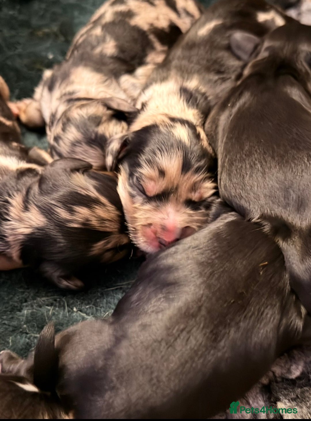 Cockapoo dogs for sale: F1 Cockapoo Puppies - Advert 8