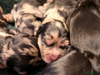 Cockapoo dogs F1 Cockapoo Puppies - Advert 16