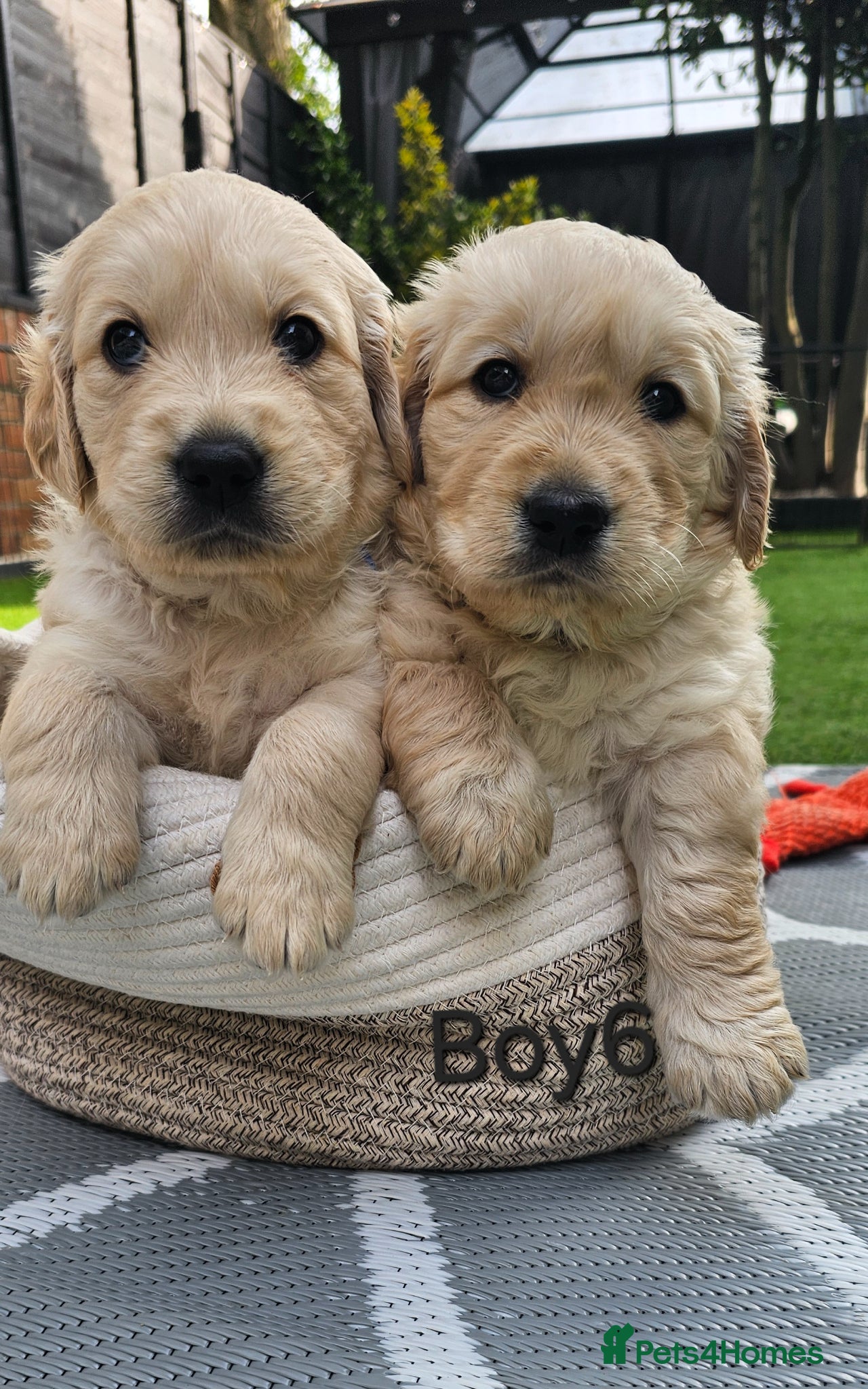 Golden Retriever dogs 5* Golden Retriver puppies - Advert 1