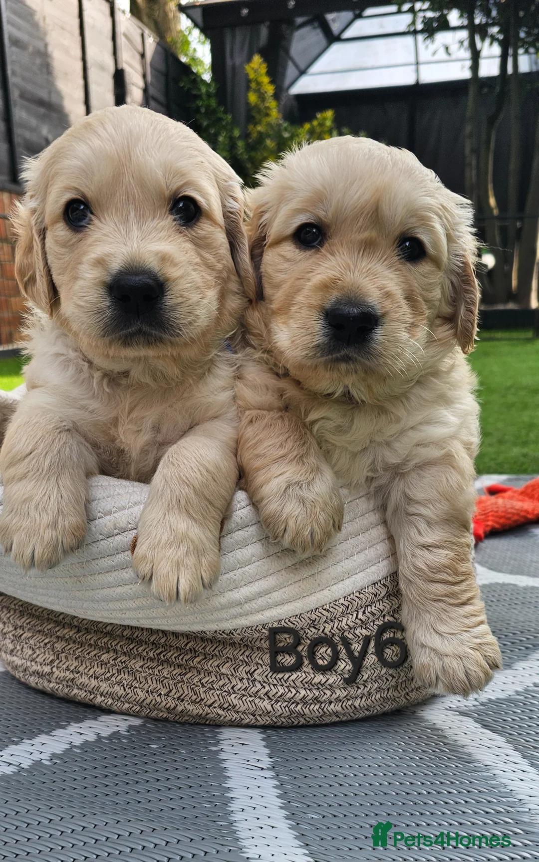 Golden Retriever dogs for sale: 5* Golden Retriver puppies in Wisbech - Advert 1