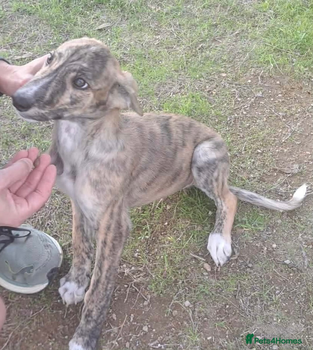 Mixed Breed dogs for adoption: Taz needs a loving home  - Advert 18