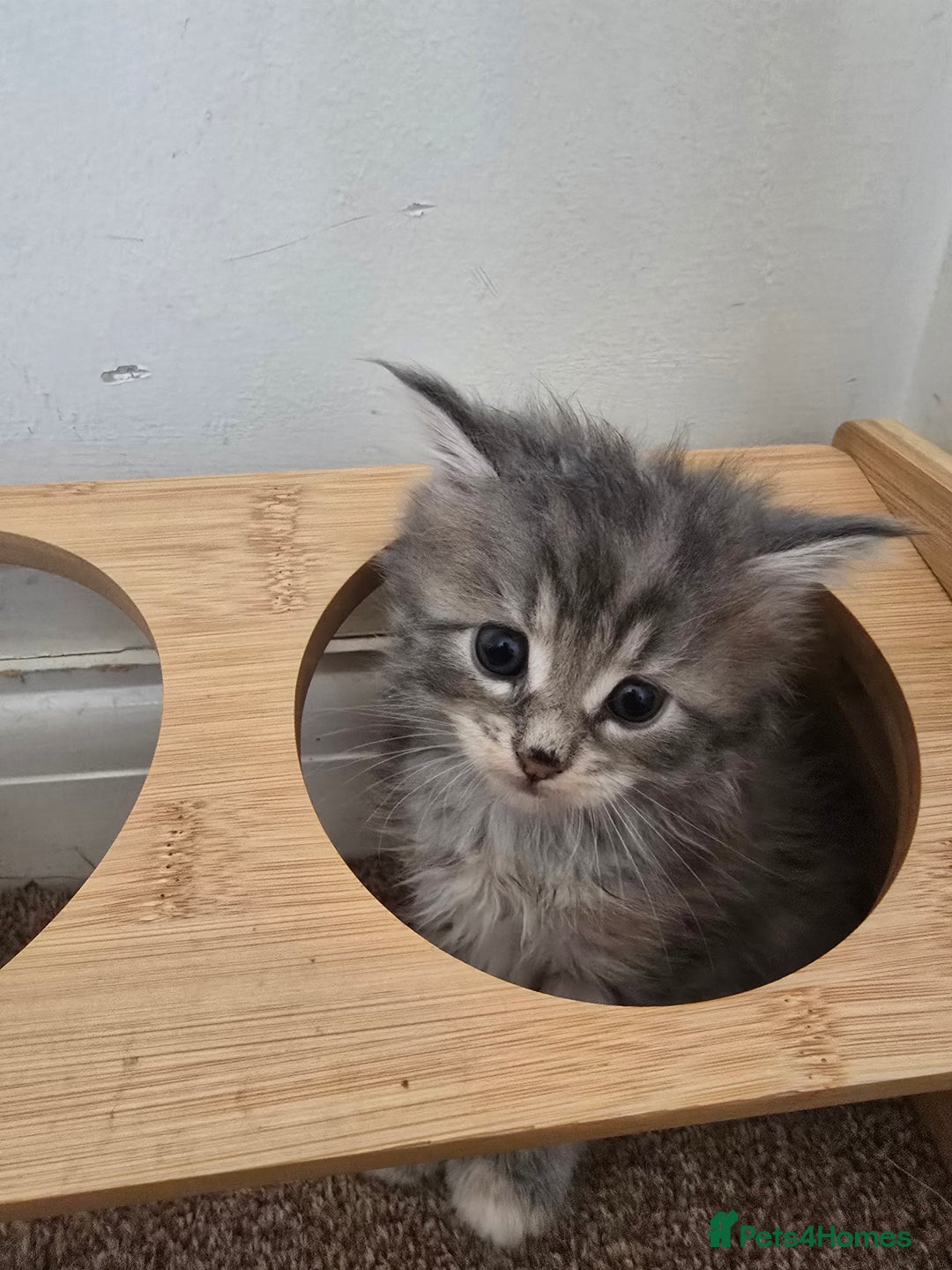 Maine Coon cats for sale: Beautiful Maine Coon kittens  - Image 4